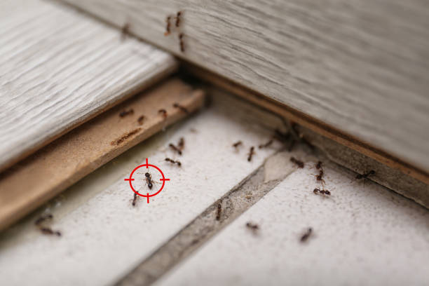 Best Exterminator Services  in Montura, FL